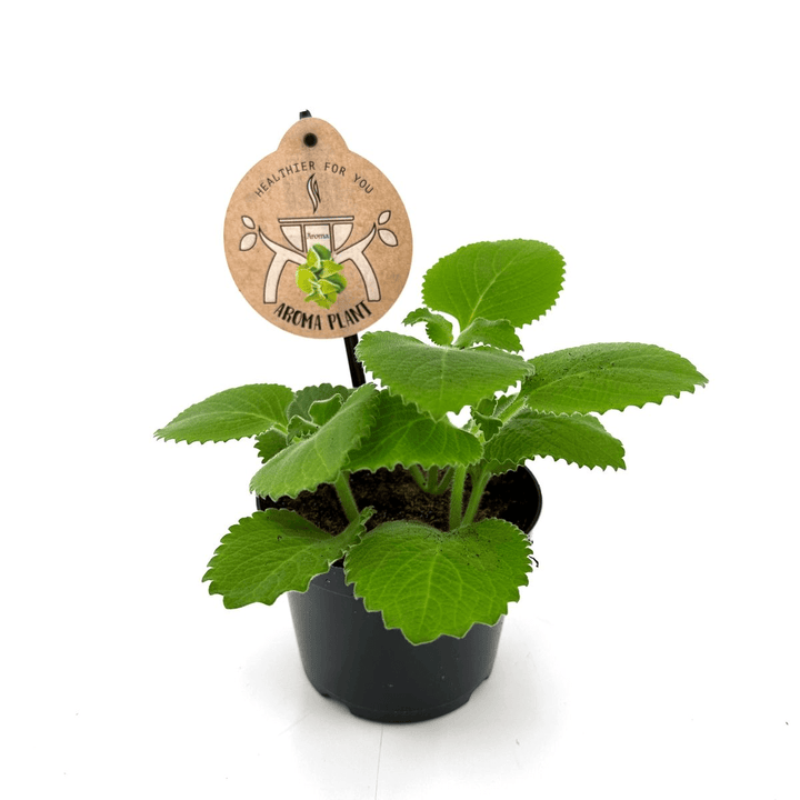 Plectranthus amboinicus (Cuban Oregano)