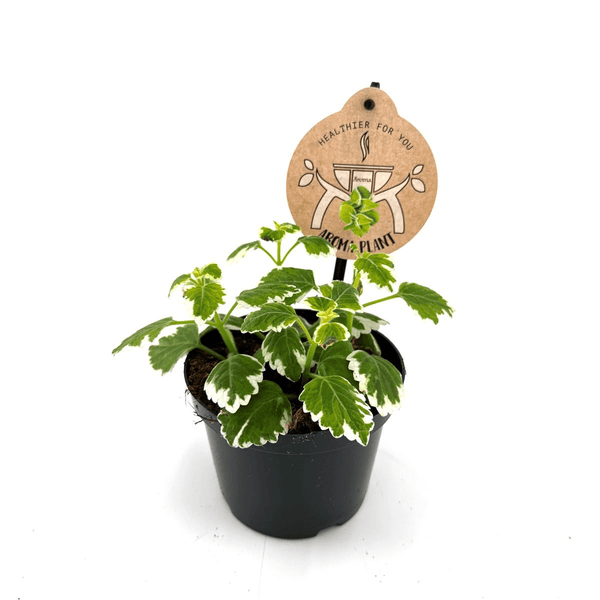 Plectranthus coleoides (Variegated Swedish Ivy) - frunze parfumate si variegate