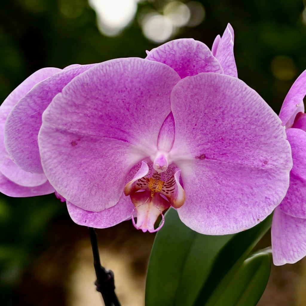 Phalaenopsis Jiuhbao Angel Pink - flori XL
