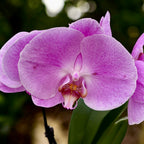 Phalaenopsis Jiuhbao Angel Pink - flori XL