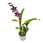 Beallara Marfitch 'Howards Dream'