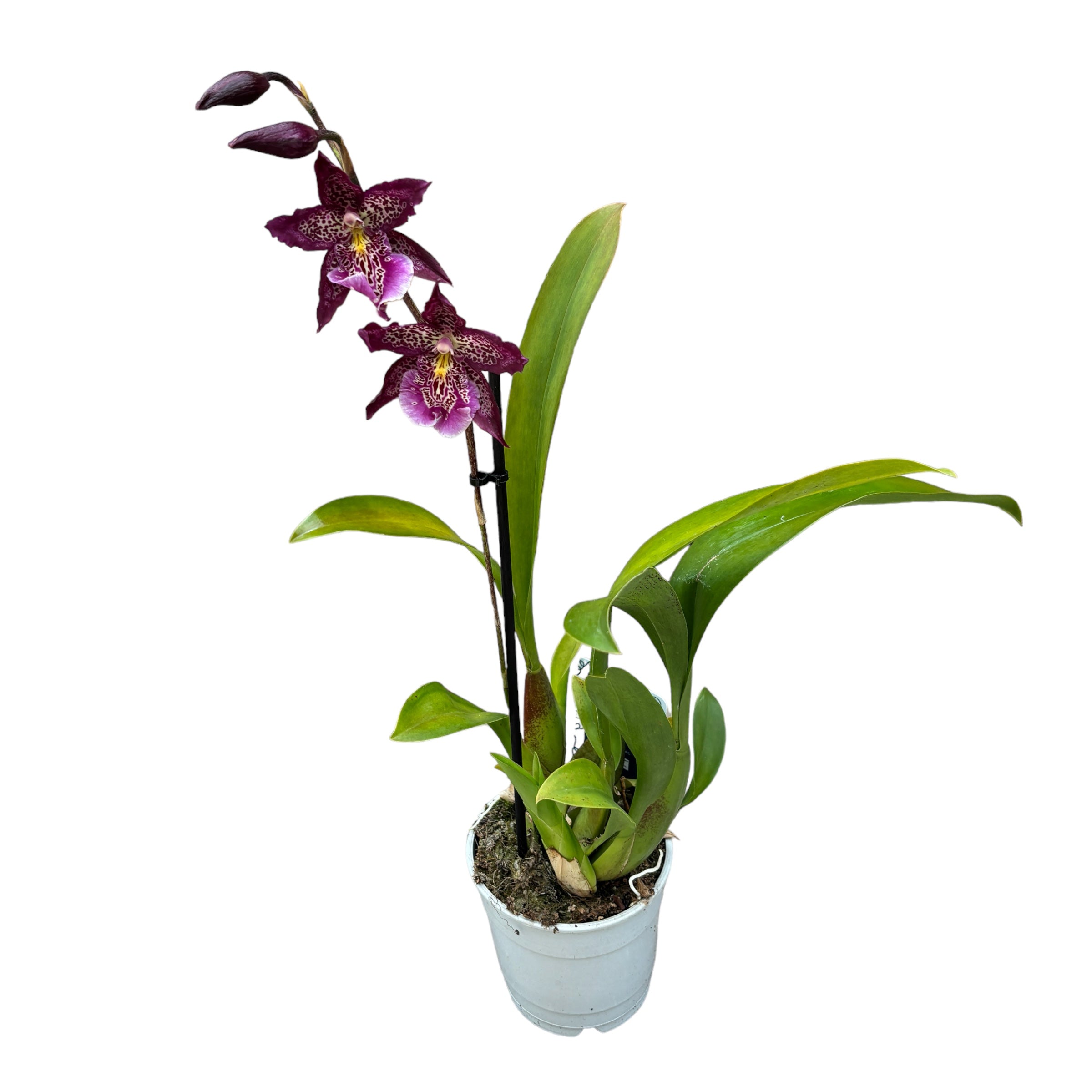 Beallara Marfitch 'Howards Traum'