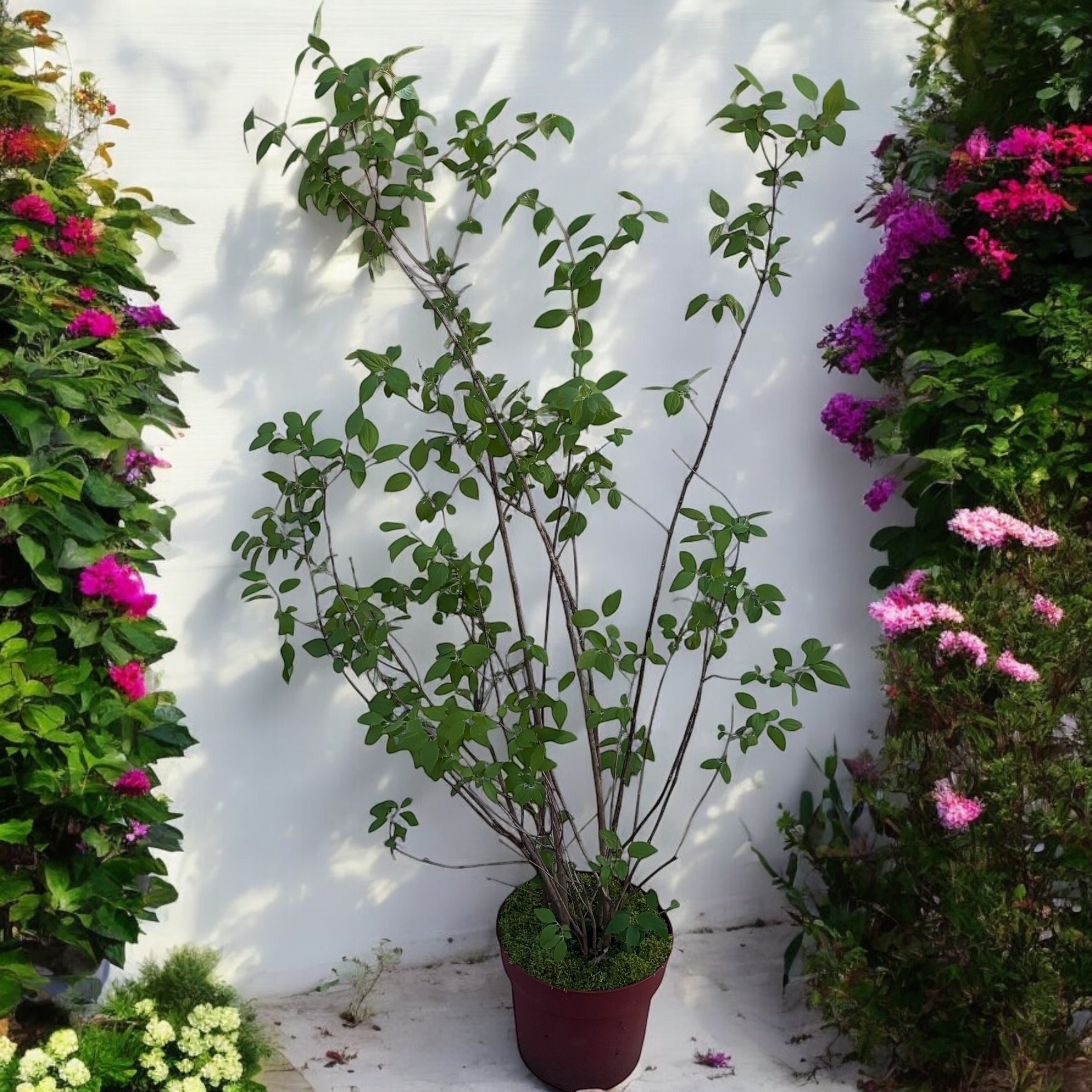 Iasomie parfumata, floare dubla - Philadelphus 'Virginal' (Mock Orange) - exemplare mari!