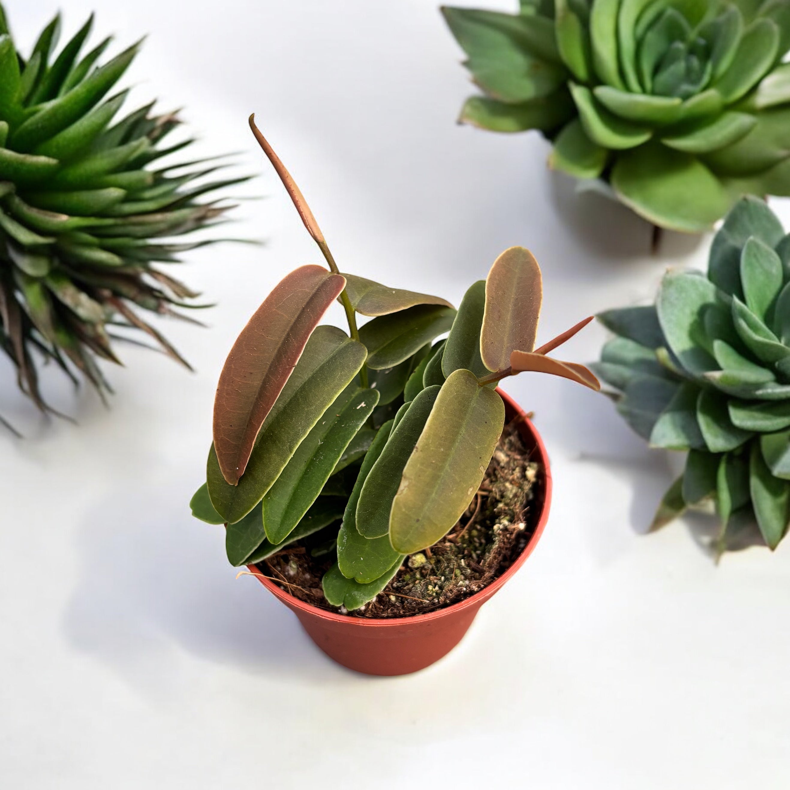 Marcgravia umbellata D8