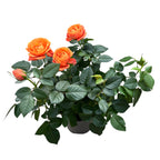 Trandafiri pitici portocalii de gradina - Rosa 'Orange Jewel' (3 plante/ghiveci) flori XL