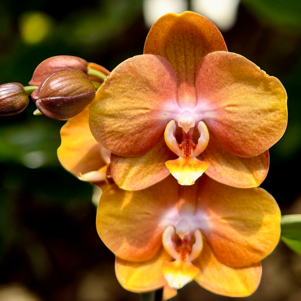 Phalaenopsis Phalfamzol (Las Vegas)