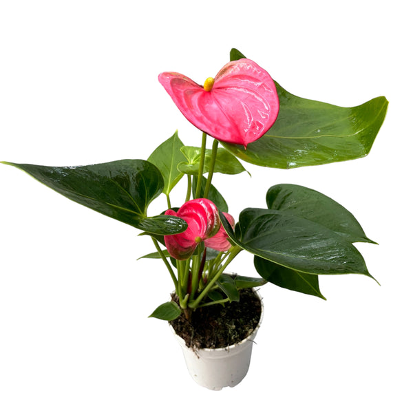 Anthurium 'Arisa Pink' (Flamingoblume)