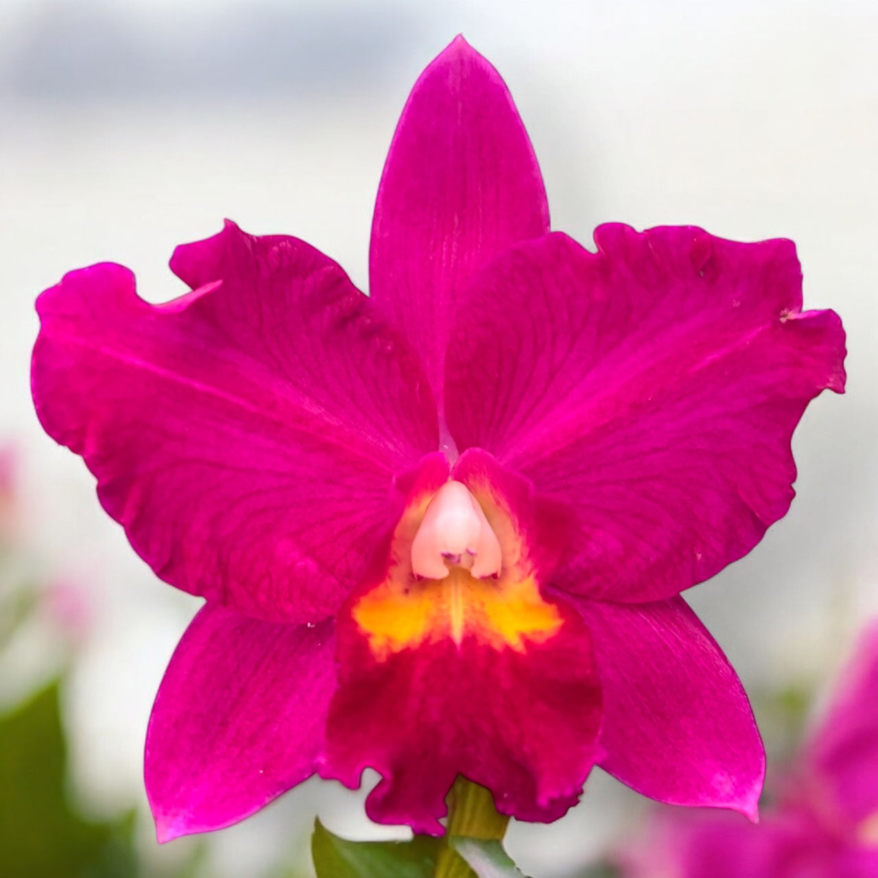 Rth. Shinfong Red Mudan - parfumat