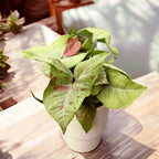 Syngonium Milk Confetti D12