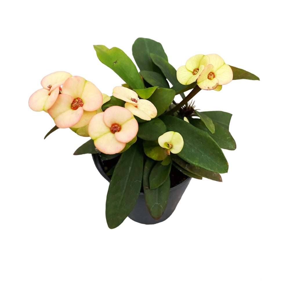 Euphorbia Milii ‘Hera’ babyplant (Coroana lui Isus alb-roz)