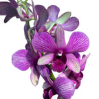 Dendrobium Phalaenopsis Sunny Cocktail