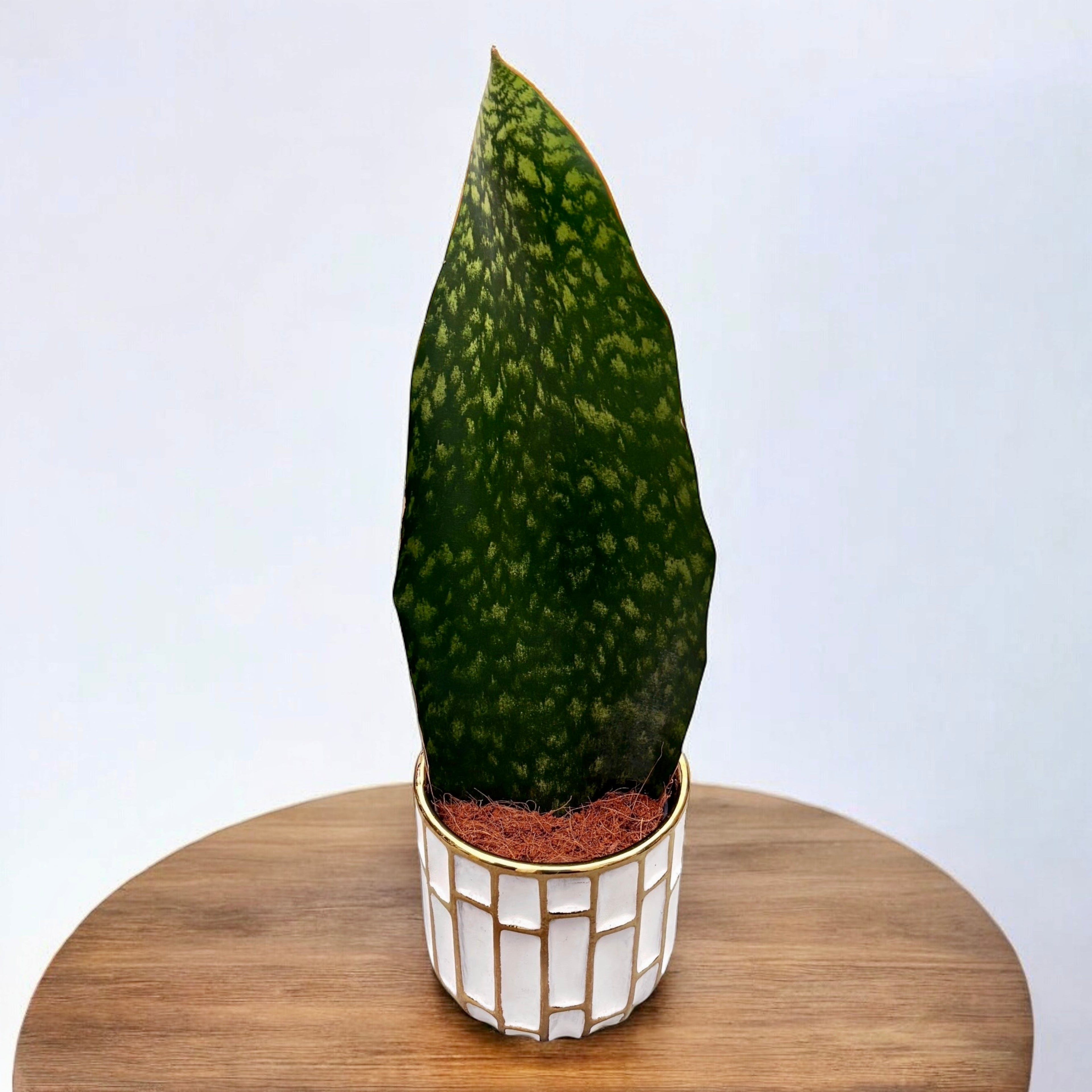 plante snake Sansevieria masoniana (Plante serpent nageoire de baleine) – Secret Garden Plant Shop