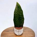 Sansevieria masoniana (Bálnauszony Kígyónövény)