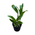 Cattlianthe Varut Startrack 'Golden Tiger' - fragrant