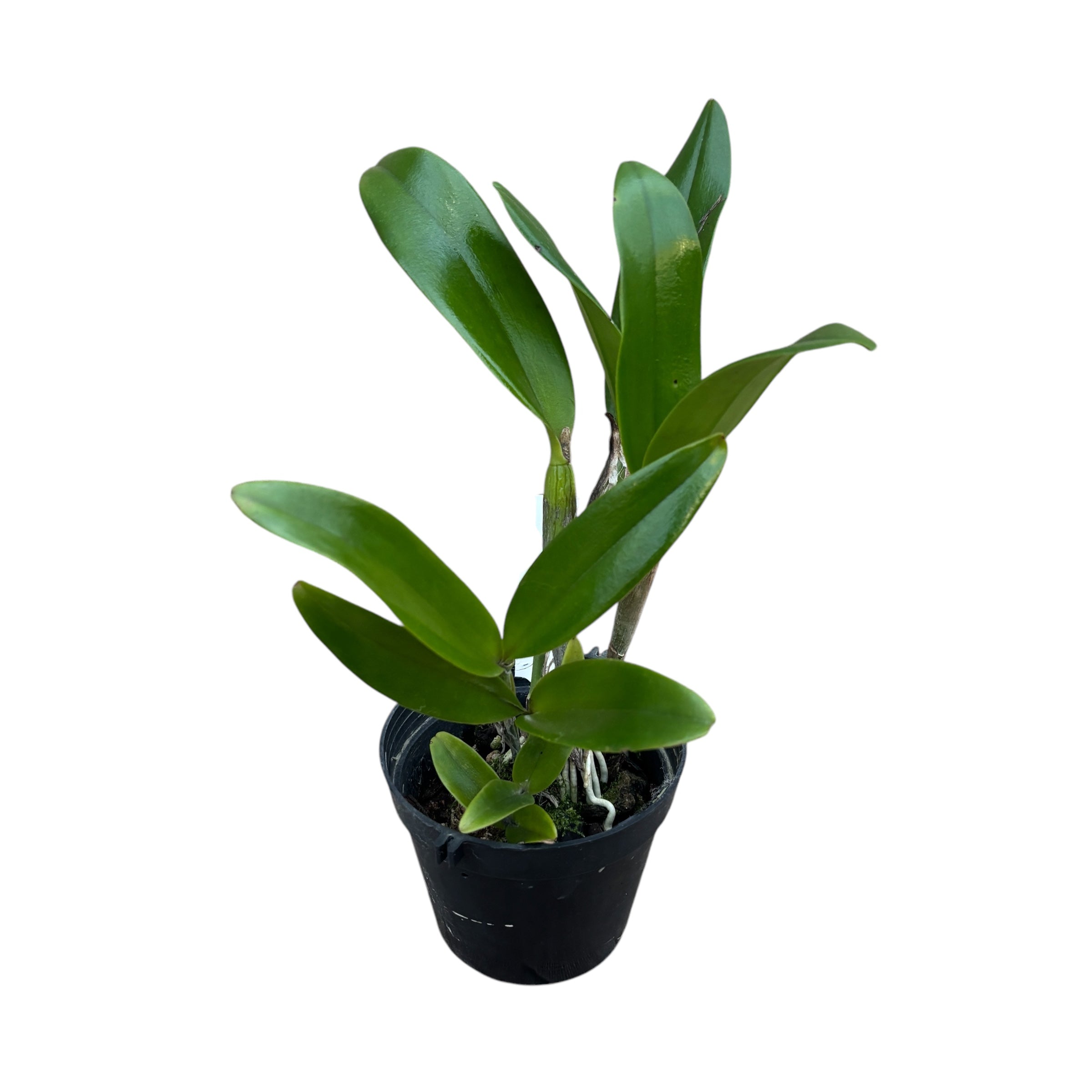 Cattlianthe Varut Startrack 'Golden Tiger' - parfumata