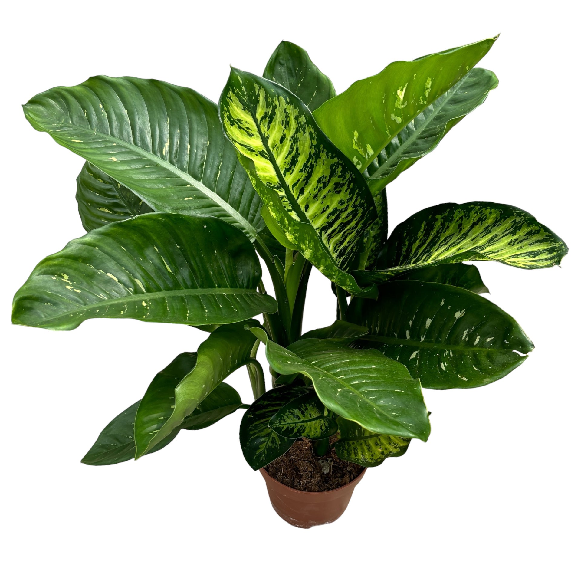 dieffenbachia seguine maroba Dieffenbachia seguine 'Maroba'