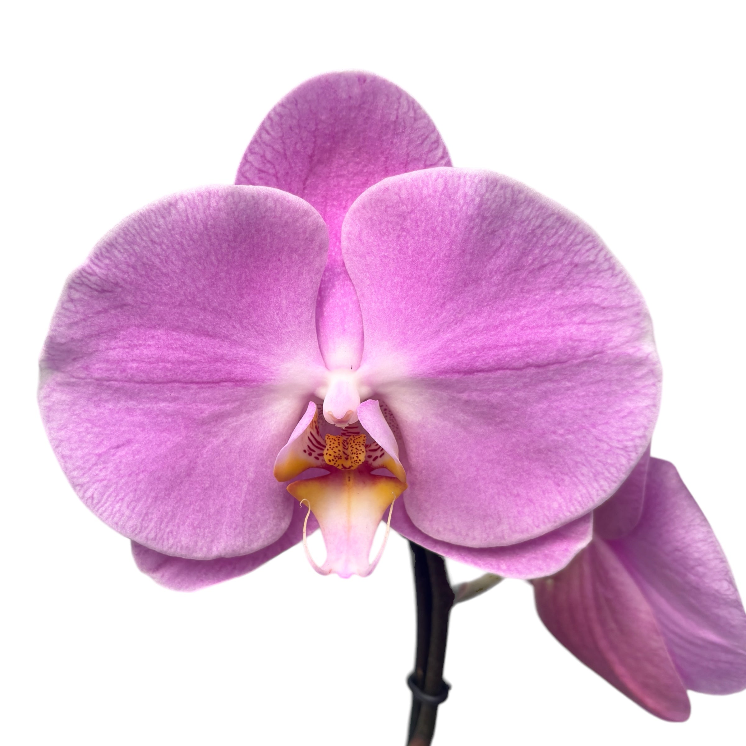 Phalaenopsis Pink Peace (XL-Blüten)