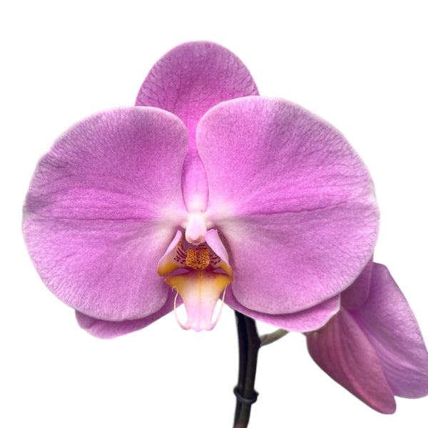Phalaenopsis Pink Peace (flori XL)