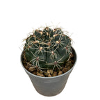 Gymnocalycium baldianum mix