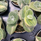 Tradescantia Sillamontana Variegata babyplant