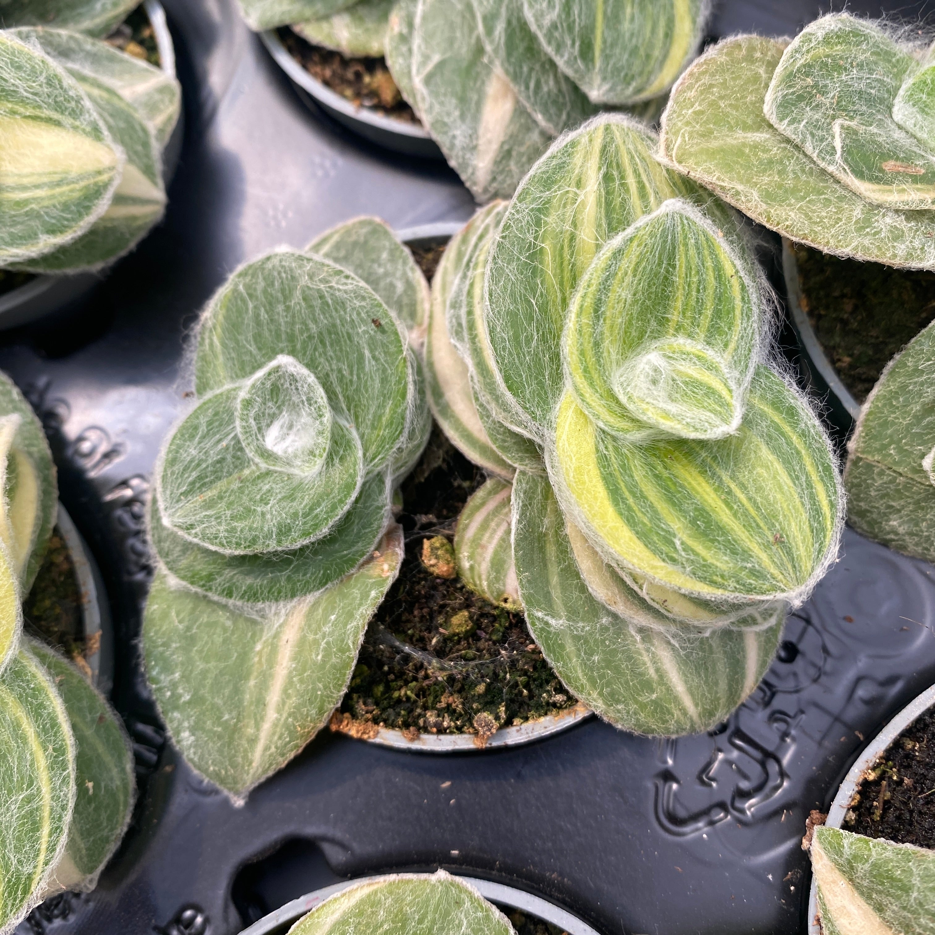 Tradescantia Sillamontana Variegata babyplant