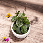 Hoya Mathilde 'Splash' D6 - vonná