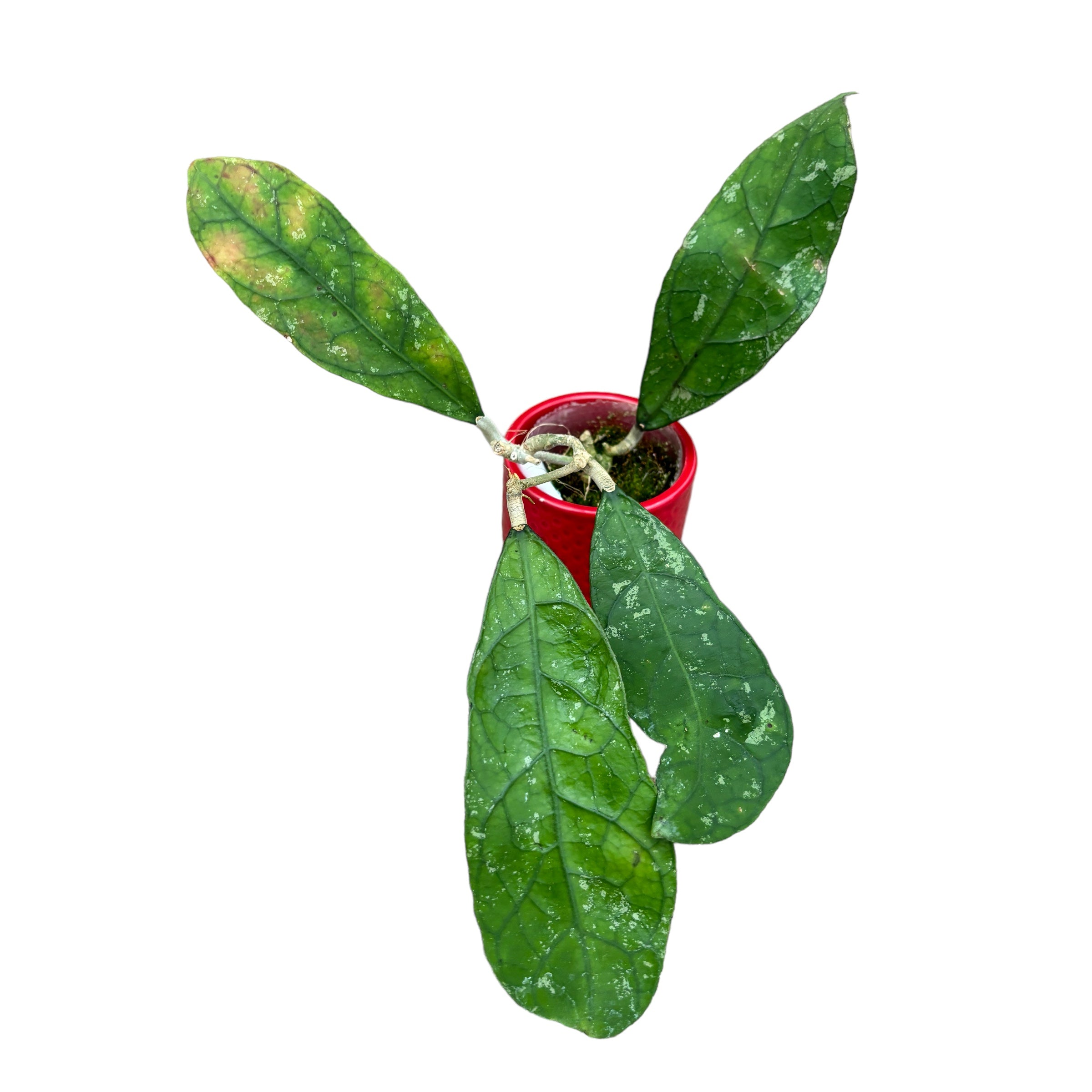 Hoya peninsularis (Hoya sp. perak 'Teddy Bear')