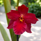 Wilsonara Red Fire
