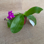 Phalaenopsis Sapphire's Galah (Phal. Purple Martin × Phal. violacea)