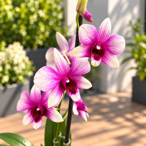 Dendrobium Phalaenopsis Polar Fire