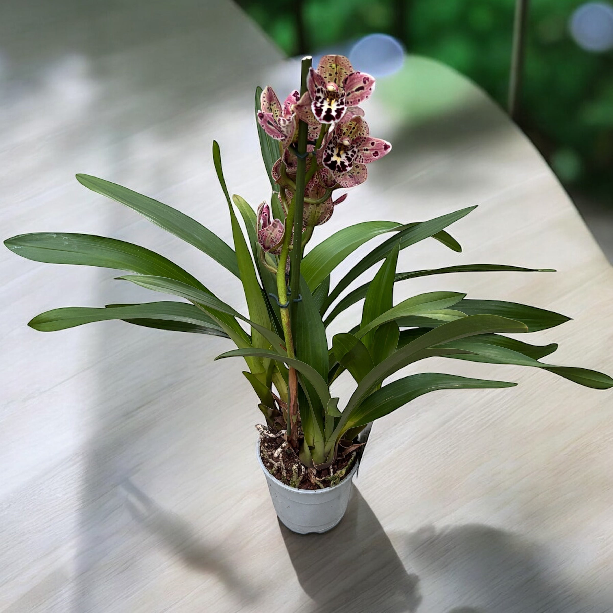 Cymbidium Vogel's Magic - fragrant