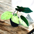 Homalomena sp. variegata