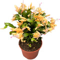 Schlumbergera galbena ‘Yellow’ (Craciunita) - exemplare XXL