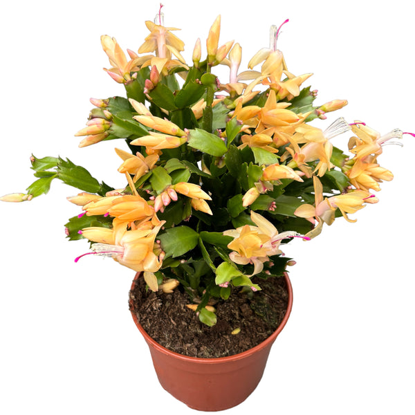 Gelbe Schlumbergera 'Yellow' (Weihnachten) - XXL-Exemplare 3 Seiten