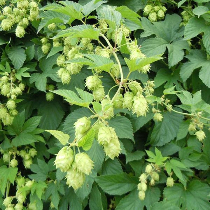 Hamei - Humulus lupulus 'Westbrau'