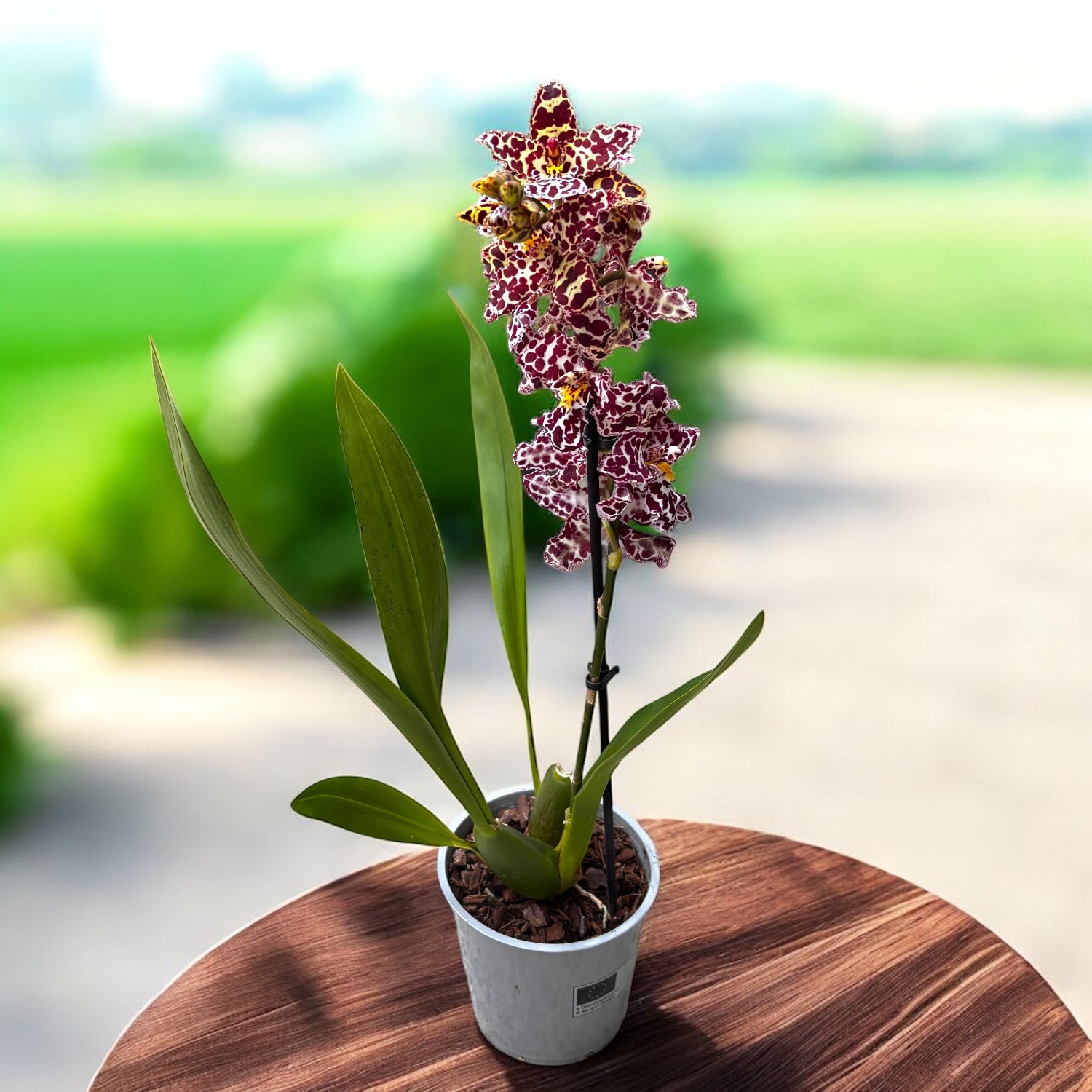 Wilsonara Kolibri x Odontoglossum Dr Tom