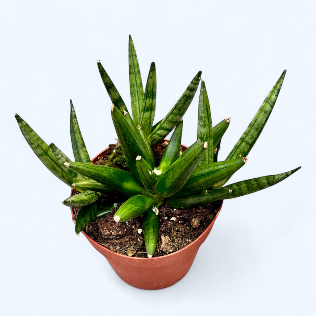 Sansevieria 'Hedgehog' - succulente compacte à l'aspect de hérisson