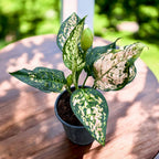 aglaonema eileen Aglaonema 'Eileen' – Secret Garden Plant Shop