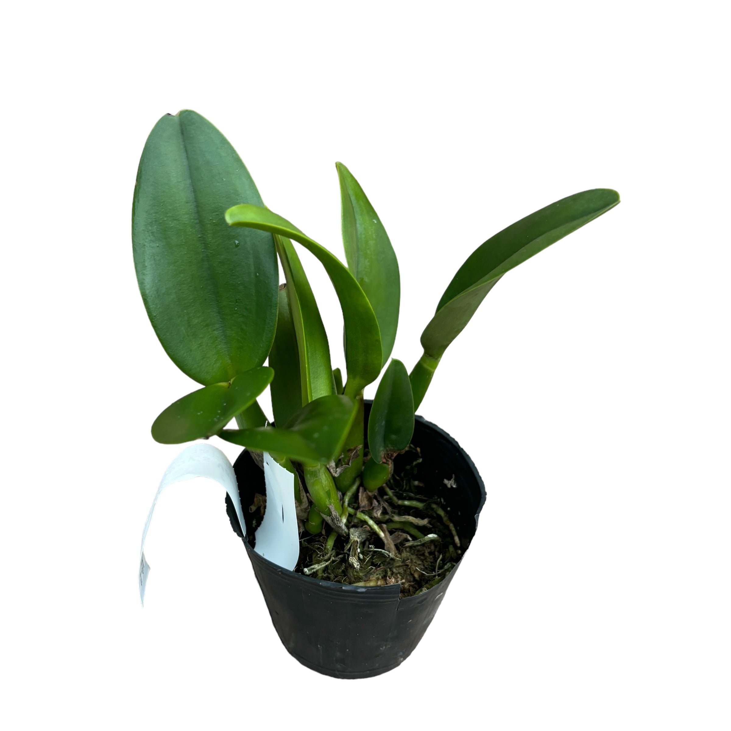 Cattleya Wendy's Valentine