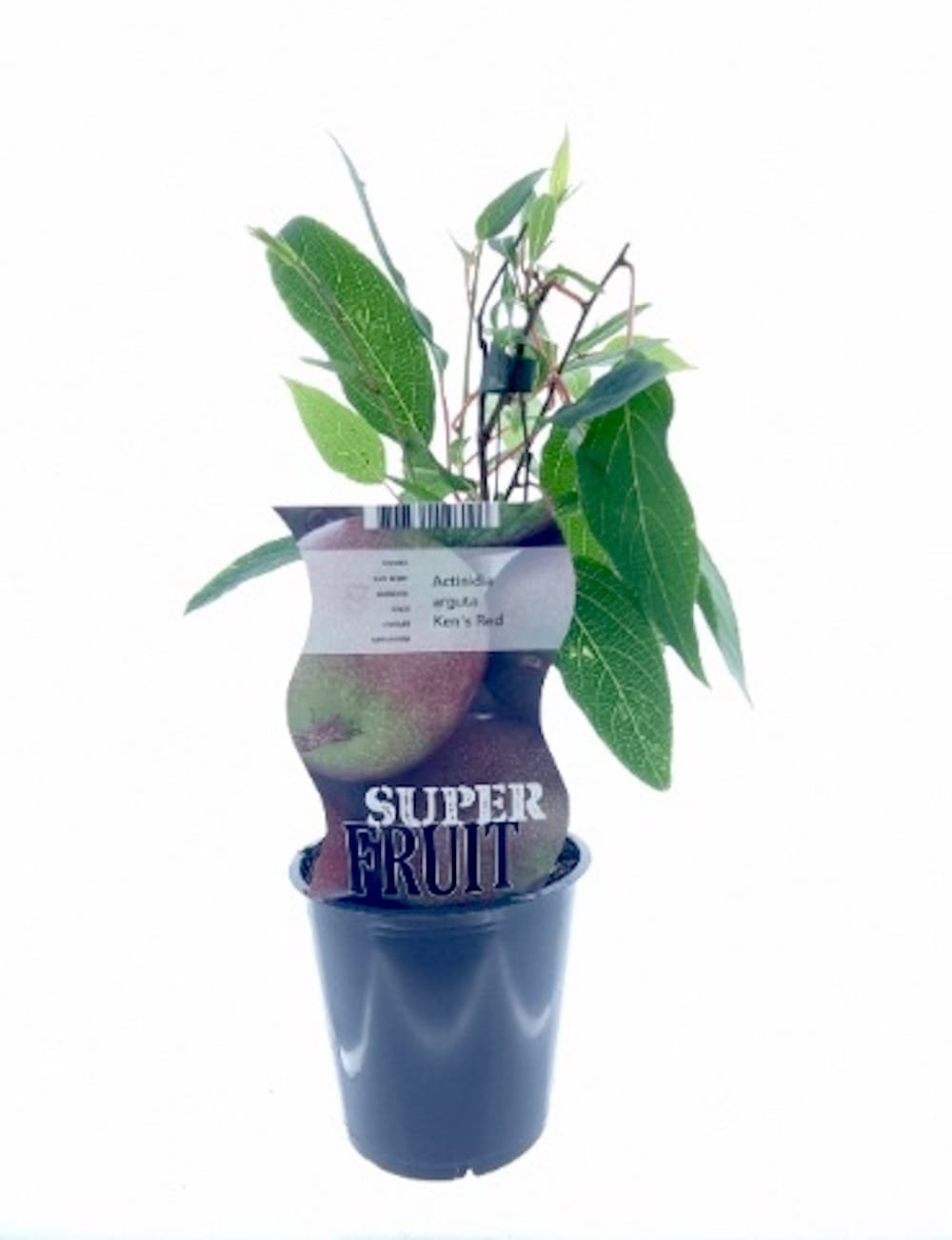 Kiwi - Actinidia arguta 'Ken's Red' (Red Kiwi) D9