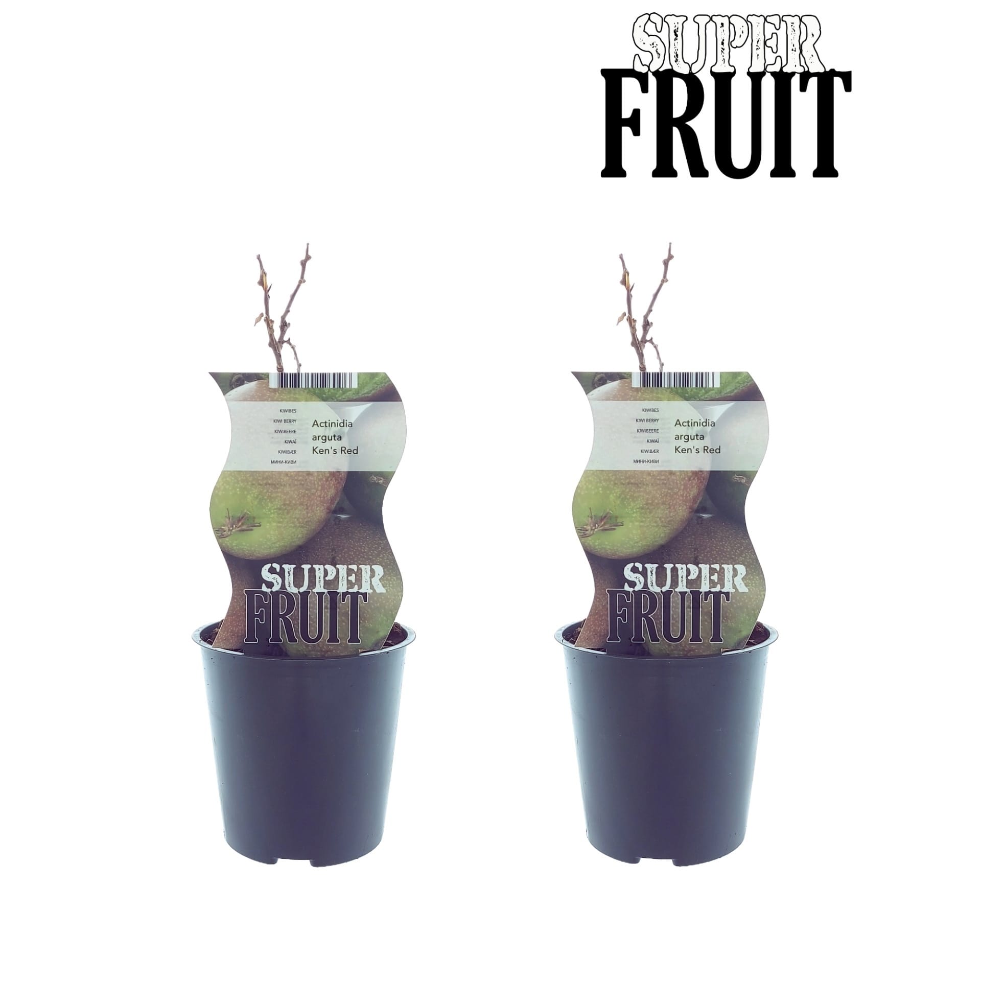 Kiwi - Actinidia arguta 'Ken's Red' (Red Kiwi) D9