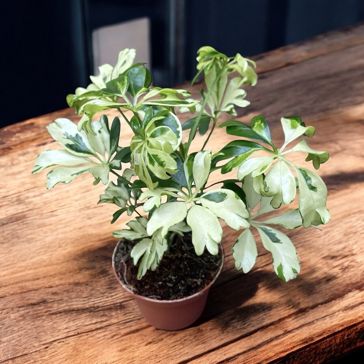 schefflera arboricola janine Schefflera arboricola 'Janine' (roślinka młoda) – Secret Garden Plant Shop