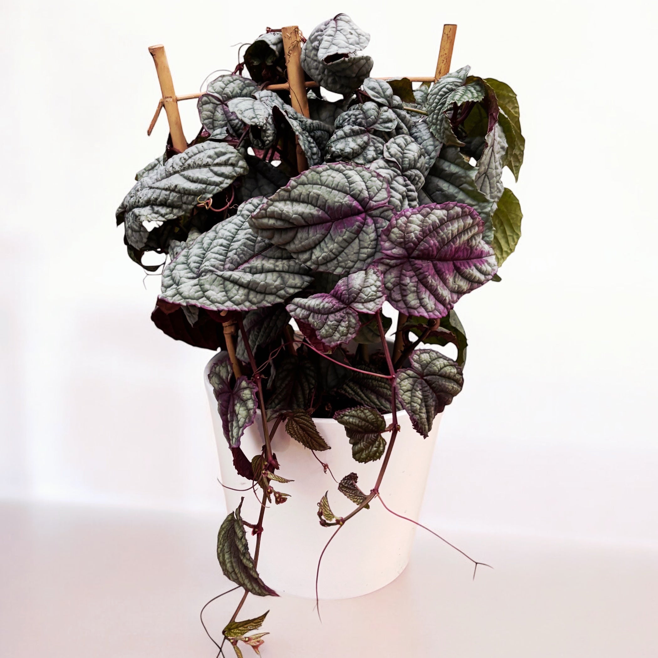 Cissus discolor ‘Floramag Violet Vine