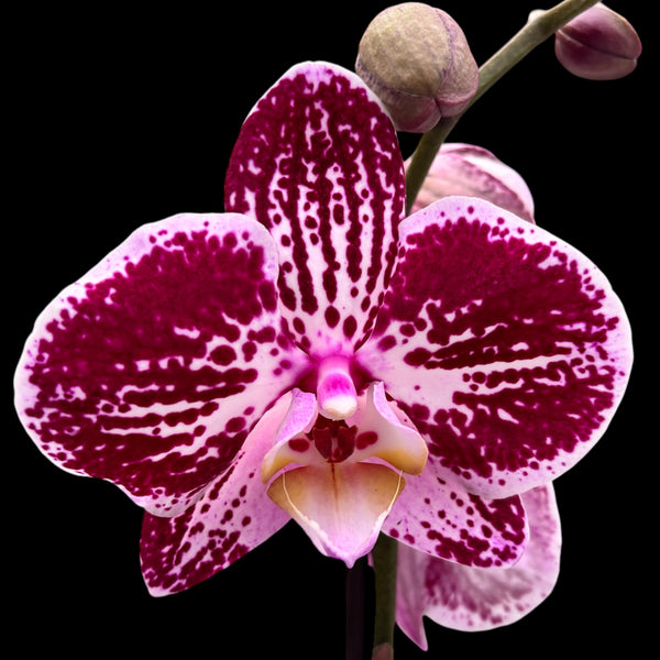 Phalaenopsis 'Limited #124’