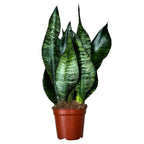 Sansevieria trifasciata 'Black Coral' (γλώσσα της πεθεράς) D9 3pp