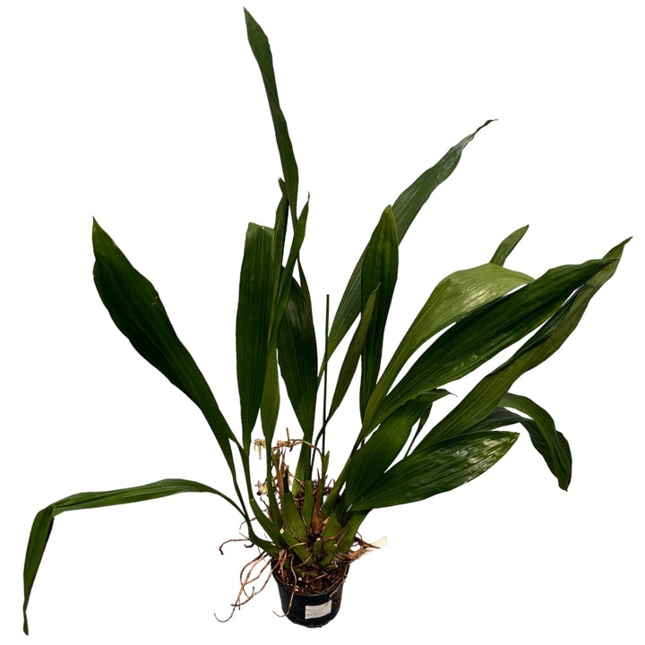 Coelogyne pulverula x tomentosa