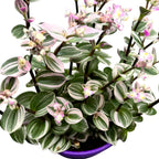 Tradescantia albiflora 'Nanouk' D19 (10+ biljaka/saksija)