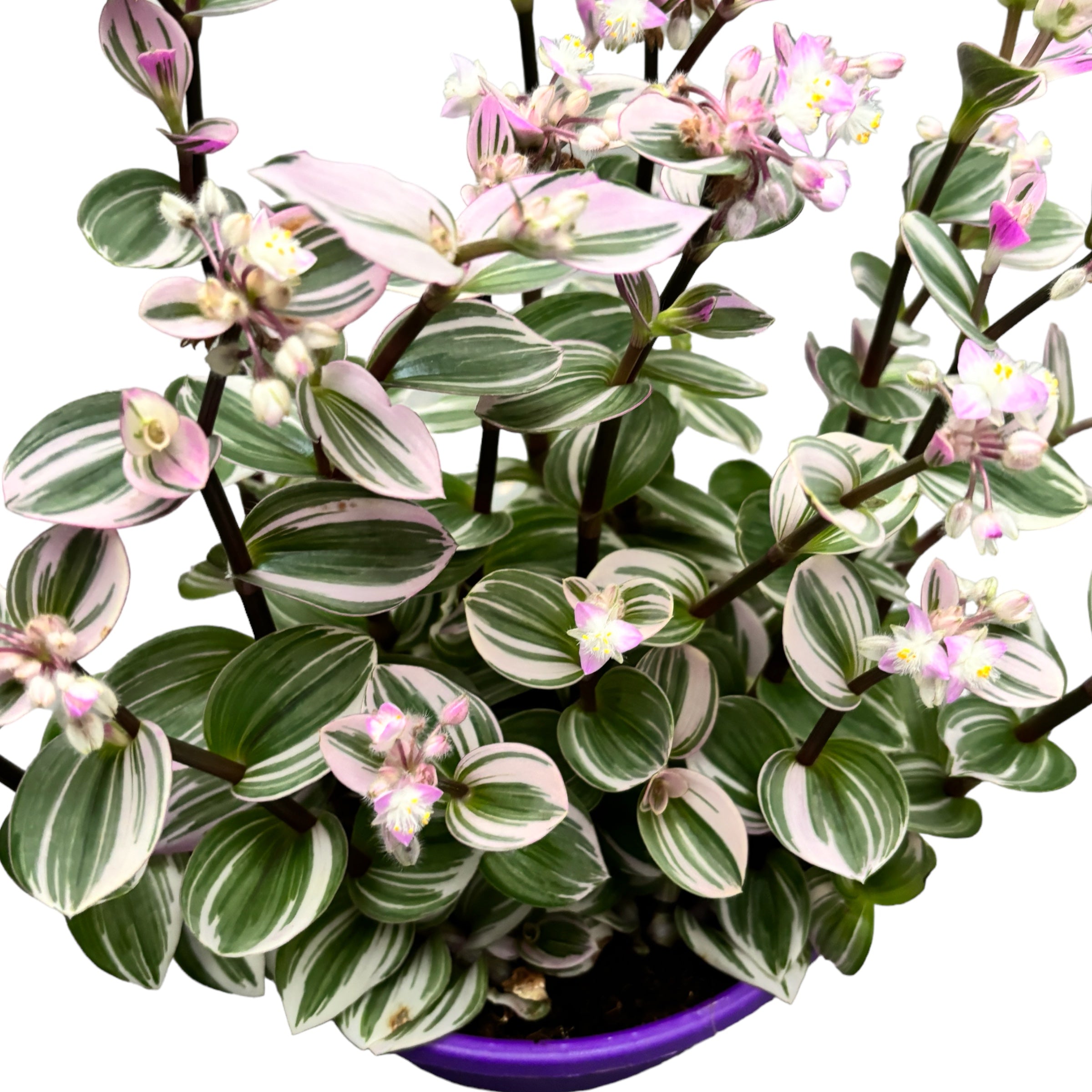 Tradescantia albiflora 'Nanouk' D19 (10+ plante/ghiveci)