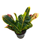 Croton Codiaeum Excellent D12