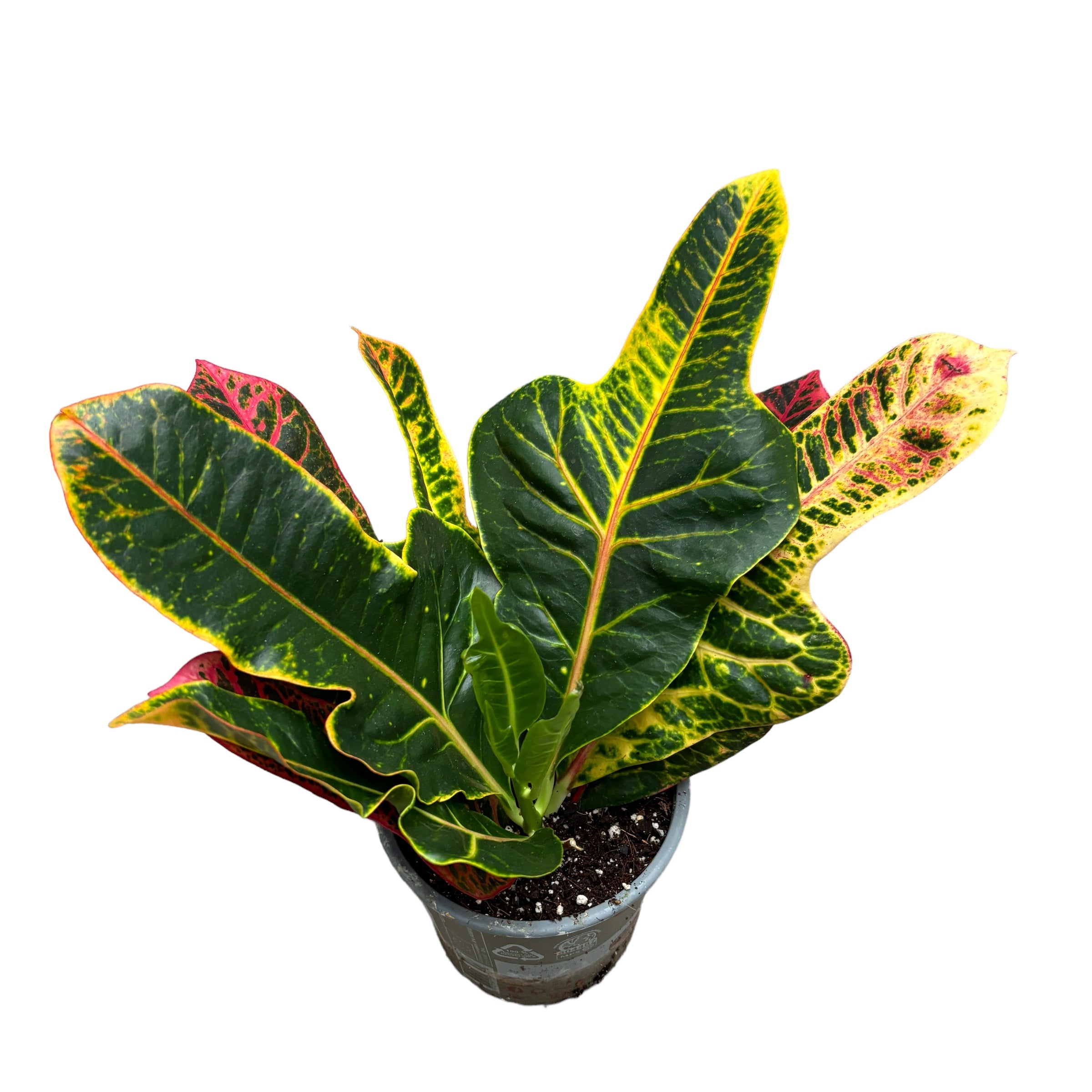 Croton Codiaeum Excellent D12